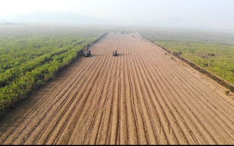南宁东亚糖业：“五个强化”推动糖料蔗机收实现新突破