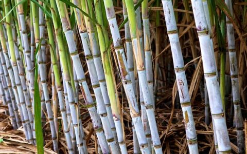 被蔗农誉为”糖王”的甘蔗品种：云蔗08-1609品种系统介绍