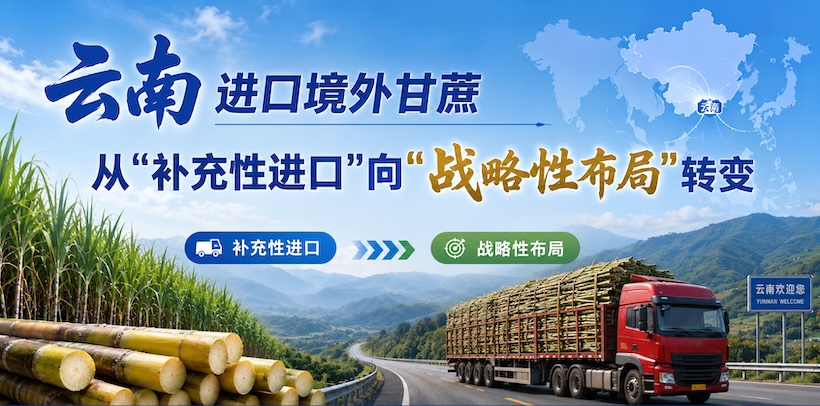 单一口岸日均进口甘蔗4700吨！云南糖业正在从”补充性进口”向”战略性布局”转变