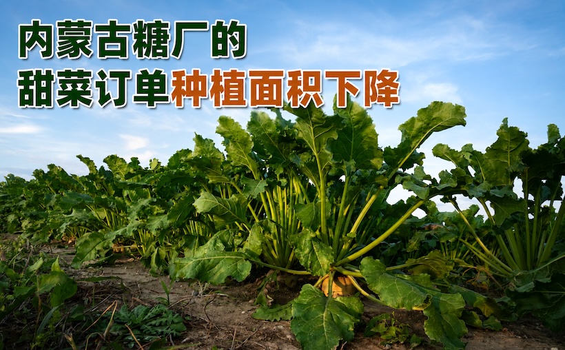 并非危言耸听：2026/27榨季内蒙古甜菜减产会如何传导？