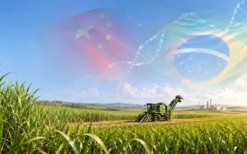 中巴深化甘蔗科技合作  开启优势互补的广阔空间