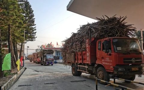 云南永德县蔗糖产业五年复苏，2025/26榨季甘蔗产量首破100万吨