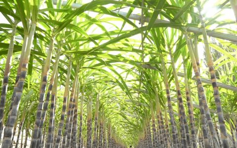 新疆戈壁“甜蜜实验”！广西甘蔗落户新疆于田