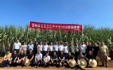 科技支撑，2025/26榨季云南省吨糖产糖成本下降8%以上