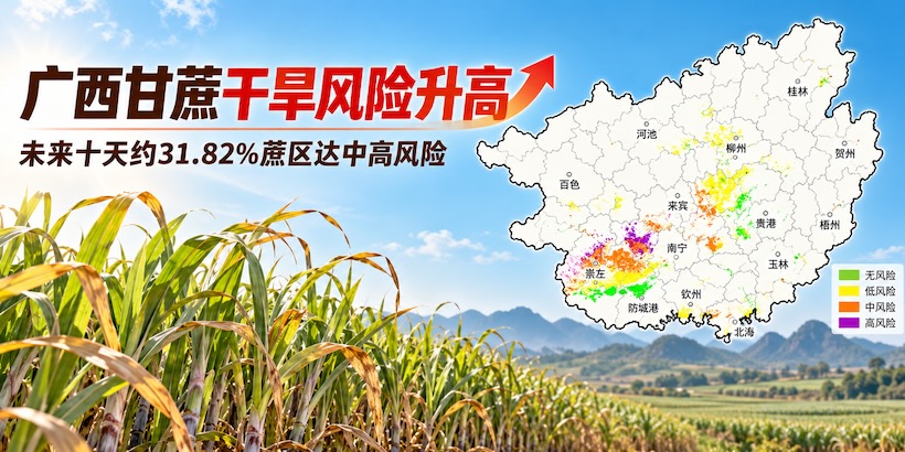 广西新榨季即将开启,近三分之一蔗区面临中高等级干旱风险